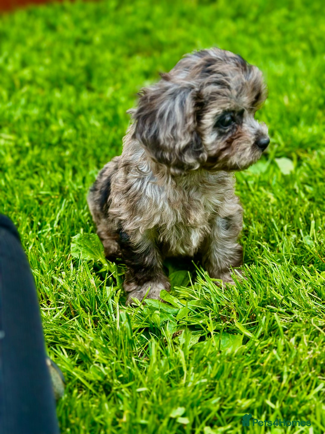 Cavapoo dogs for sale: Top Class Cavapoo pups double vaccinated! - Image 19