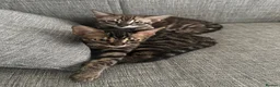Bengal cats for sale: Last 2 bengal kittens - Advert 7
