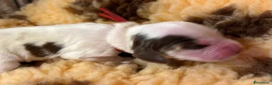 Cocker Spaniel 8