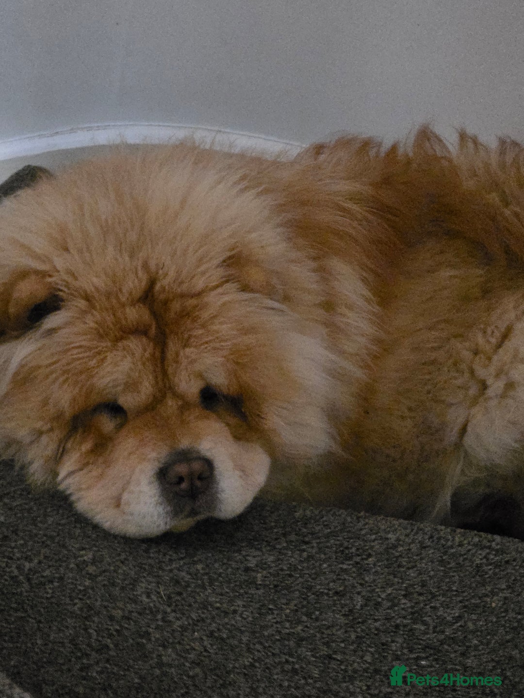 Chow Chow dogs for sale: Chow chow  - Advert 3