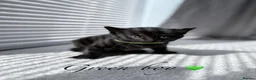 Mixed Breed cats for sale: 🐈‍⬛ Beautiful Russian Blue Cross Kittens 🐈‍⬛ - Advert 2