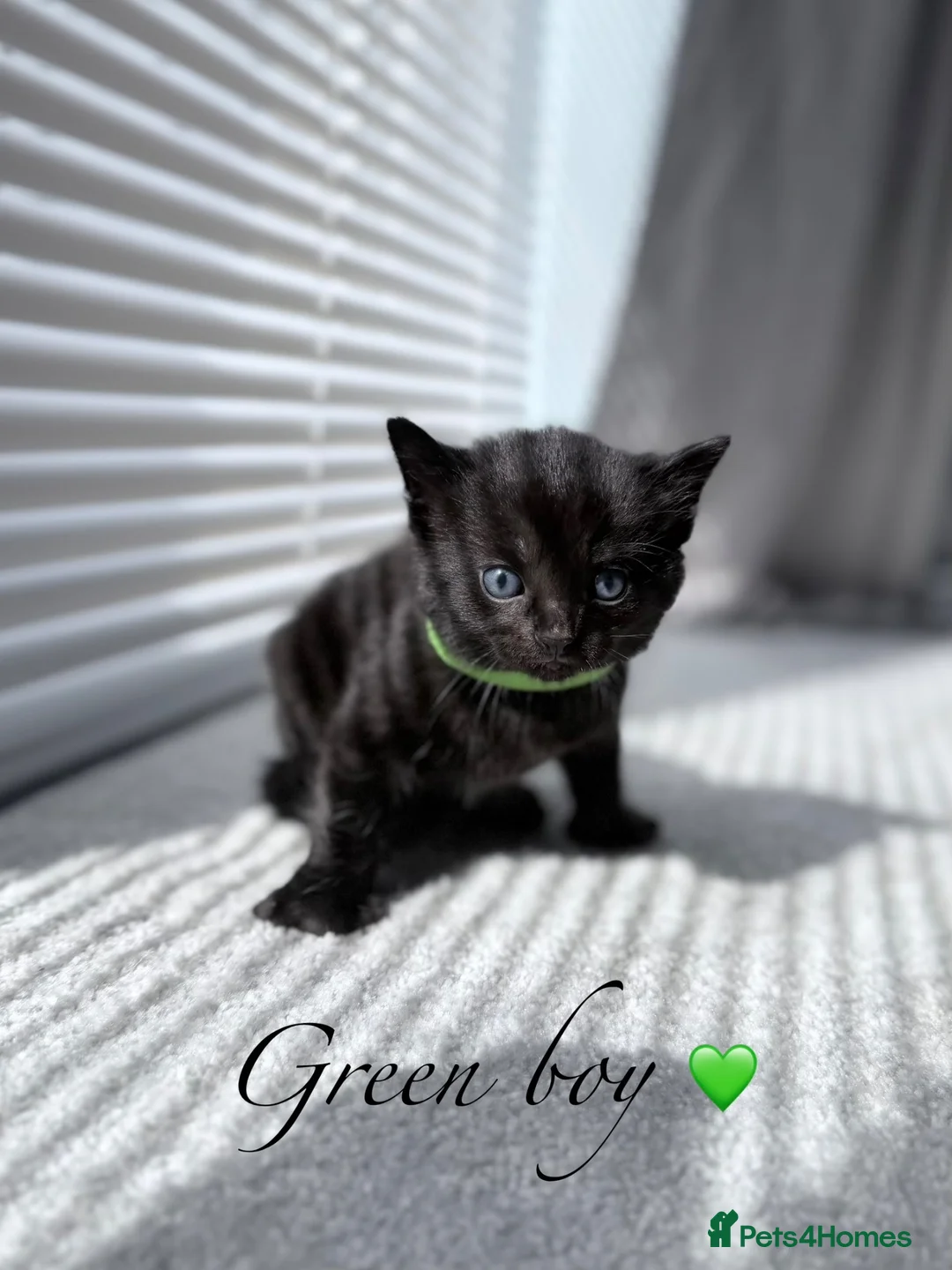 Mixed Breed cats for sale: 🐈‍⬛ Beautiful Russian Blue Cross Kittens 🐈‍⬛ - Advert 2