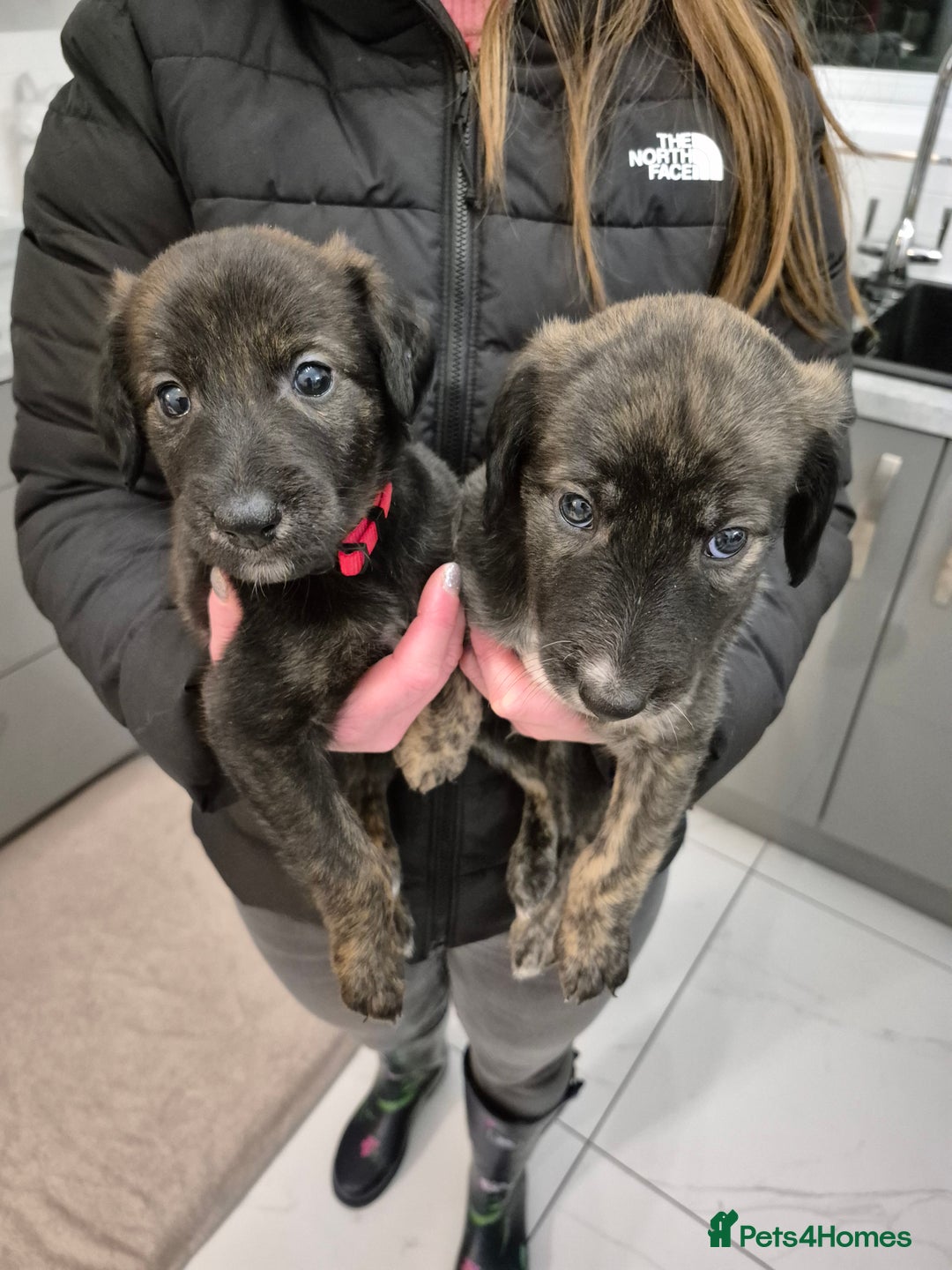 Lurcher dogs for sale: Beautiful litter of Lurcher pups - Advert 11