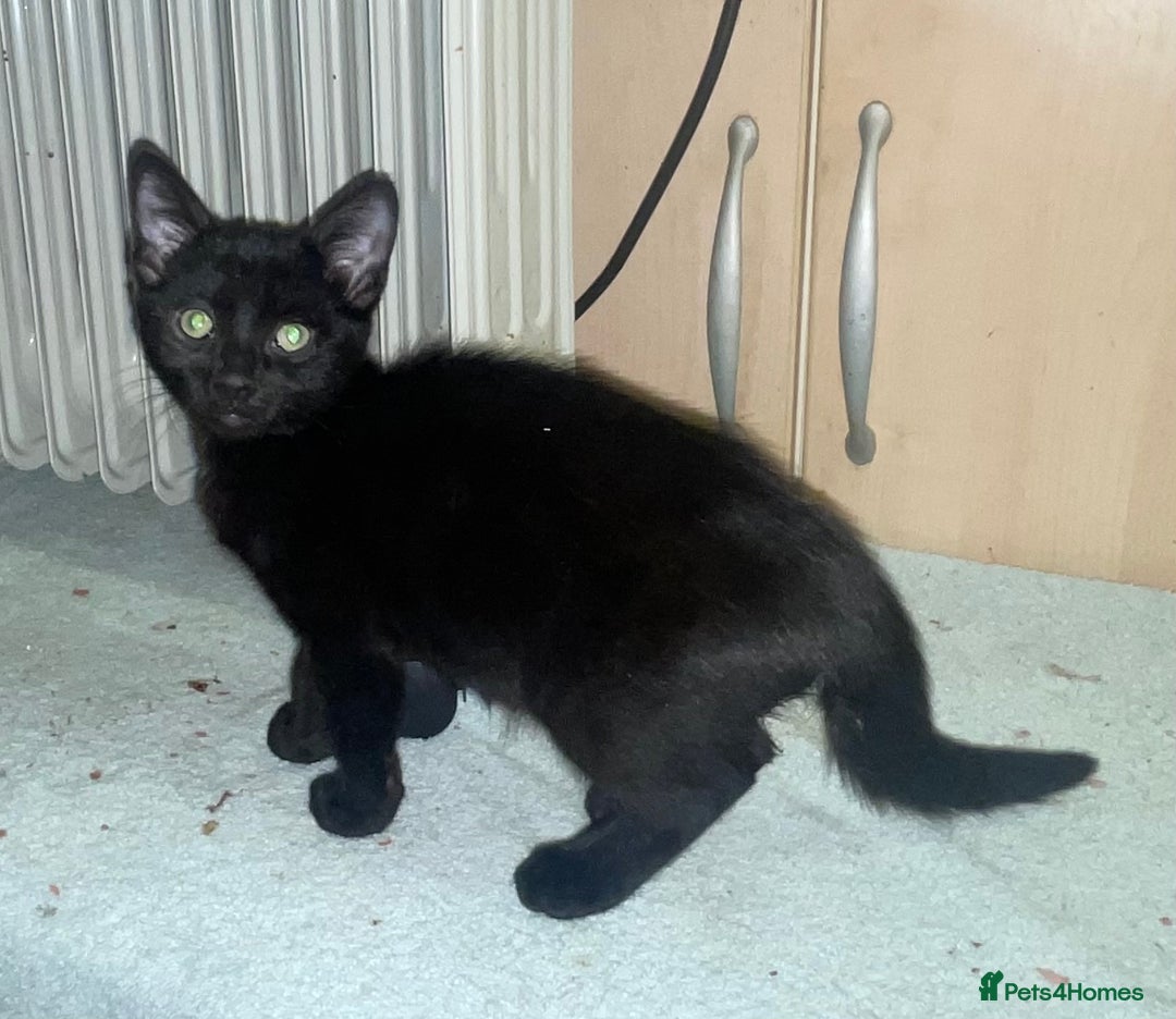 Mixed Breed cats for sale: Kittens for sale - Advert 12