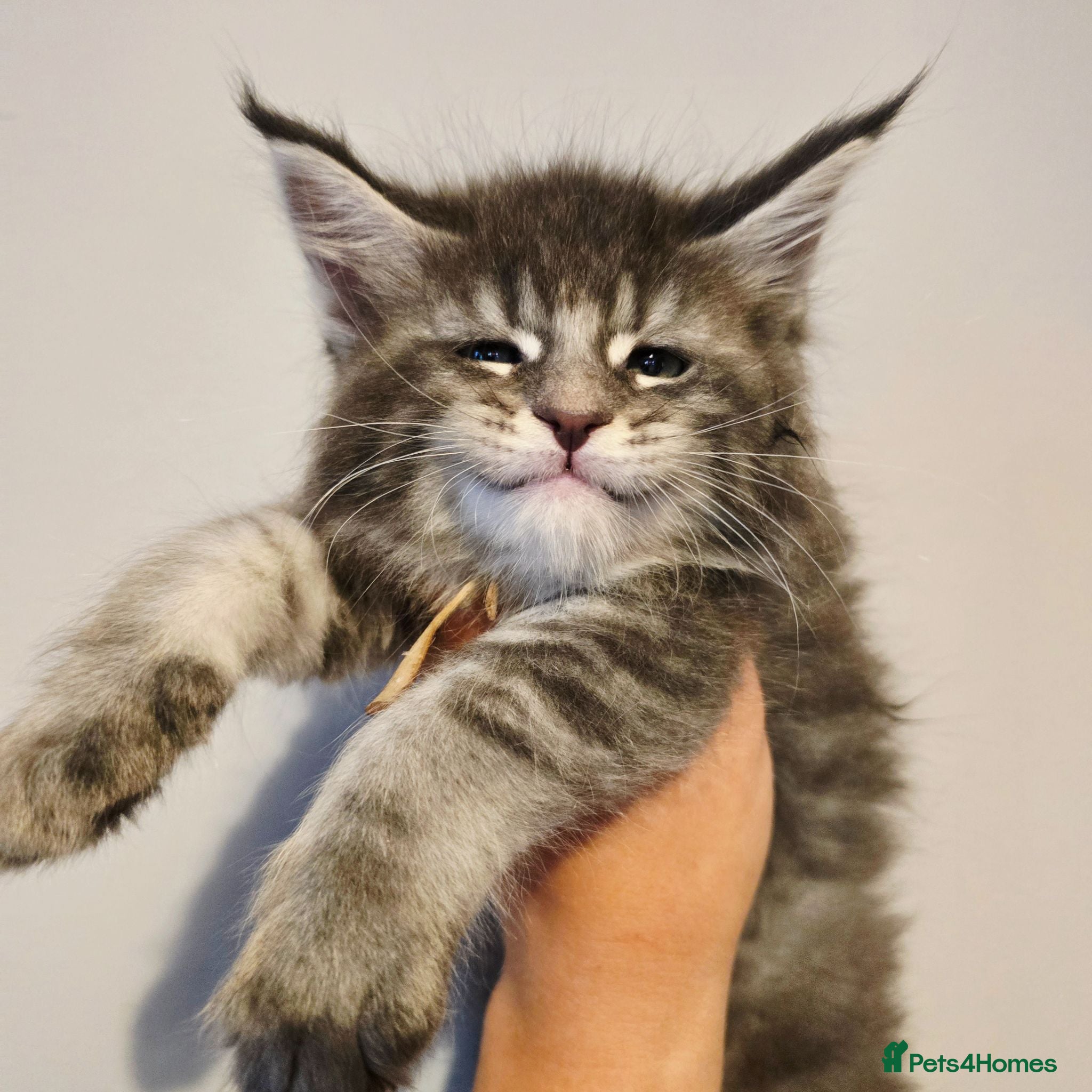 Maine Coon cats tica registered mainecoon kittens shaded line - Advert 15
