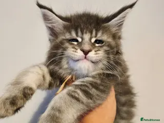 Maine Coon cats tica registered females mainecoon shaded line - Advert 4
