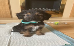 Bordoodle dogs for sale: 8 beutifull bordoodle puppys - Image 21