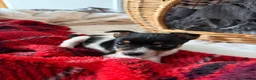 Jack Russell dogs for sale: Jackson the jack Russel  - Advert 5
