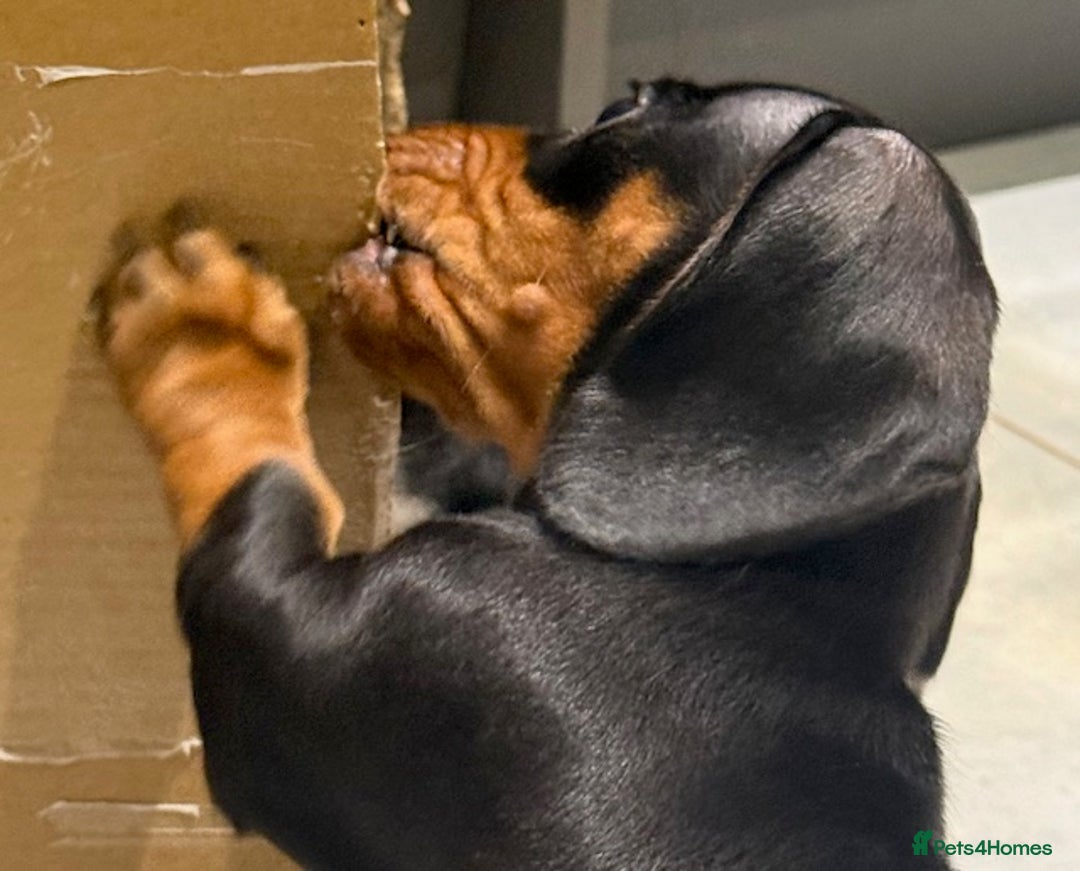 Miniature Dachshund dogs for sale: Ruby and Marley pups - Advert 26