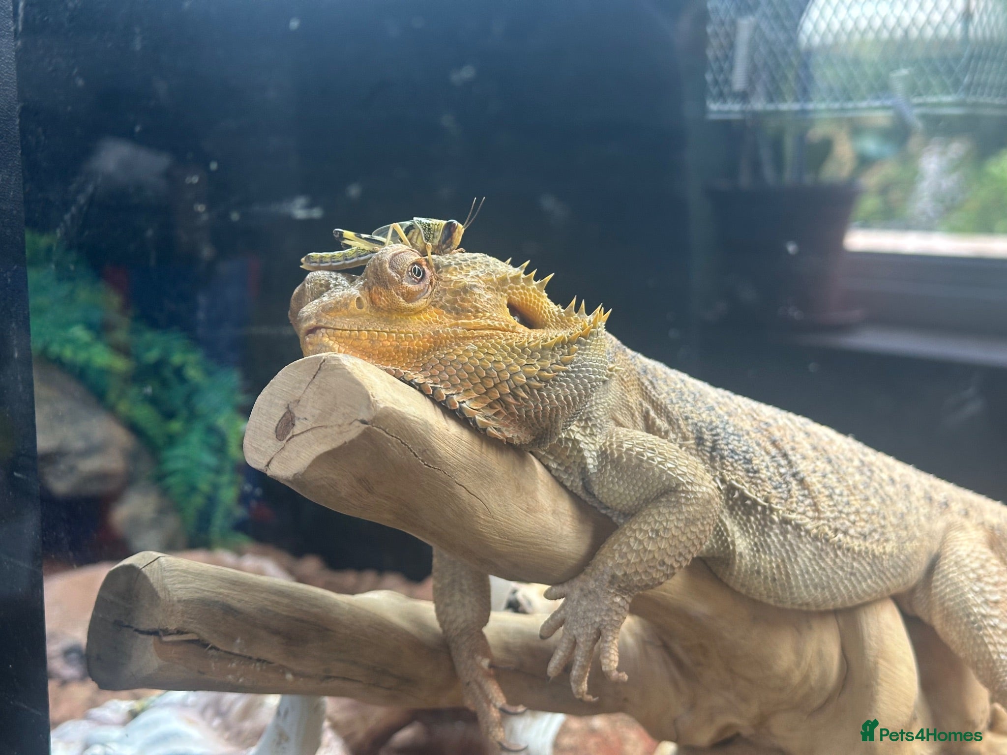 Bearded Dragon reptiles Bearded Dragon with 6ft Viv - Advert 6