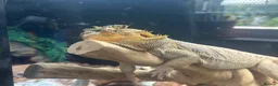 Bearded Dragon reptiles for sale: Bearded Dragon with 6ft Viv - Advert 1