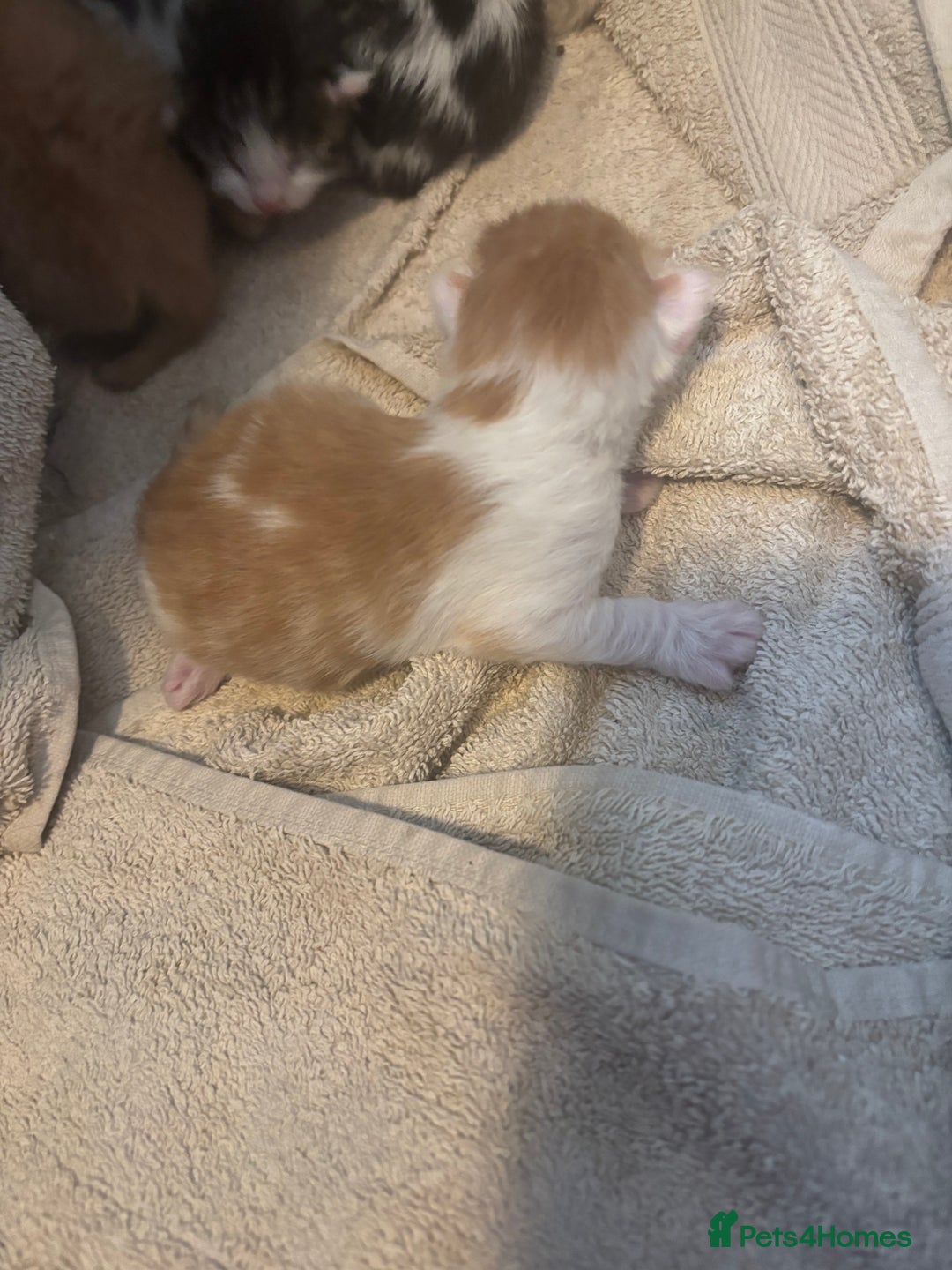 British Longhair cats for sale: mixed litter  - Advert 5