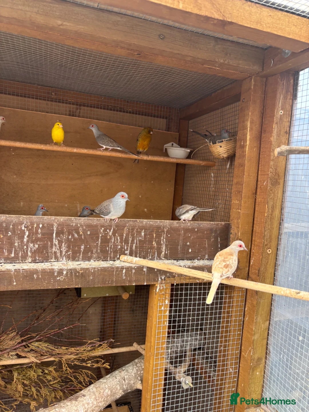Finches birds for sale: Doves in Ware - Advert 5