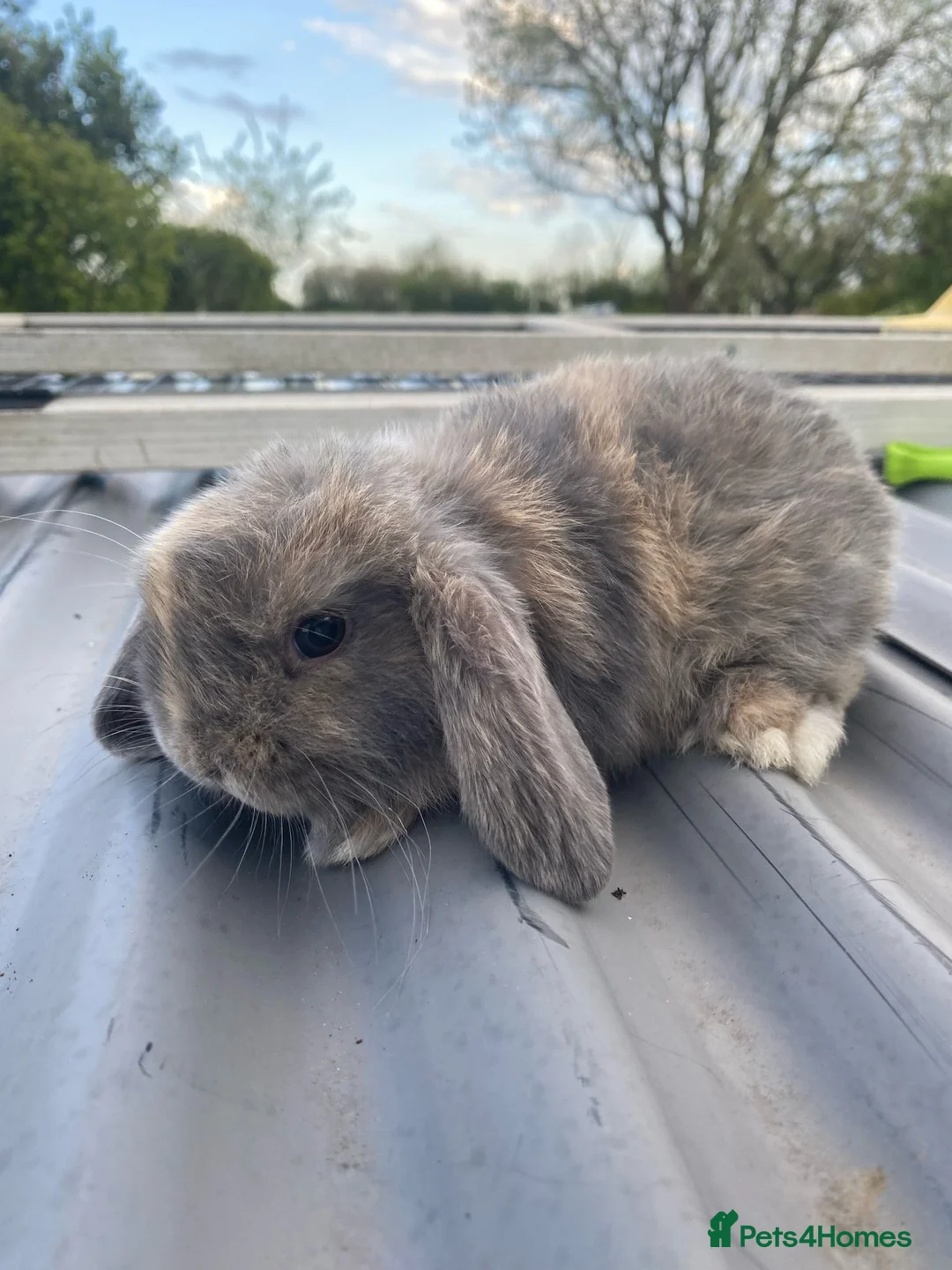 Mini Lop rabbits for sale: Harlequin mini lop for adoption  - Advert 2