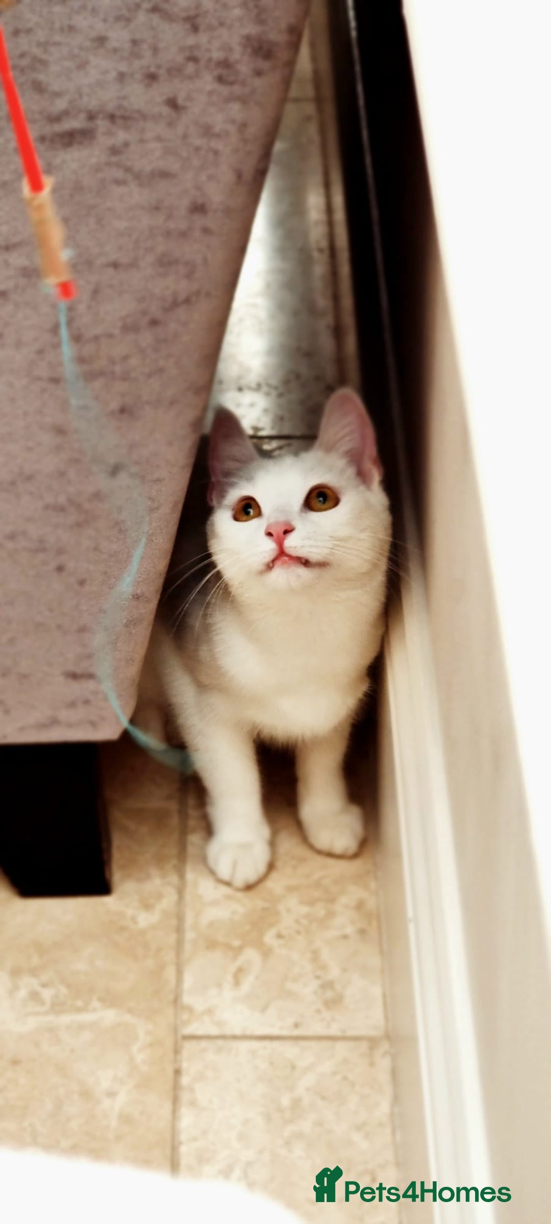 Turkish Angora cats for sale: Luxurious Turkish Agora mother cat for sale - Advert 4