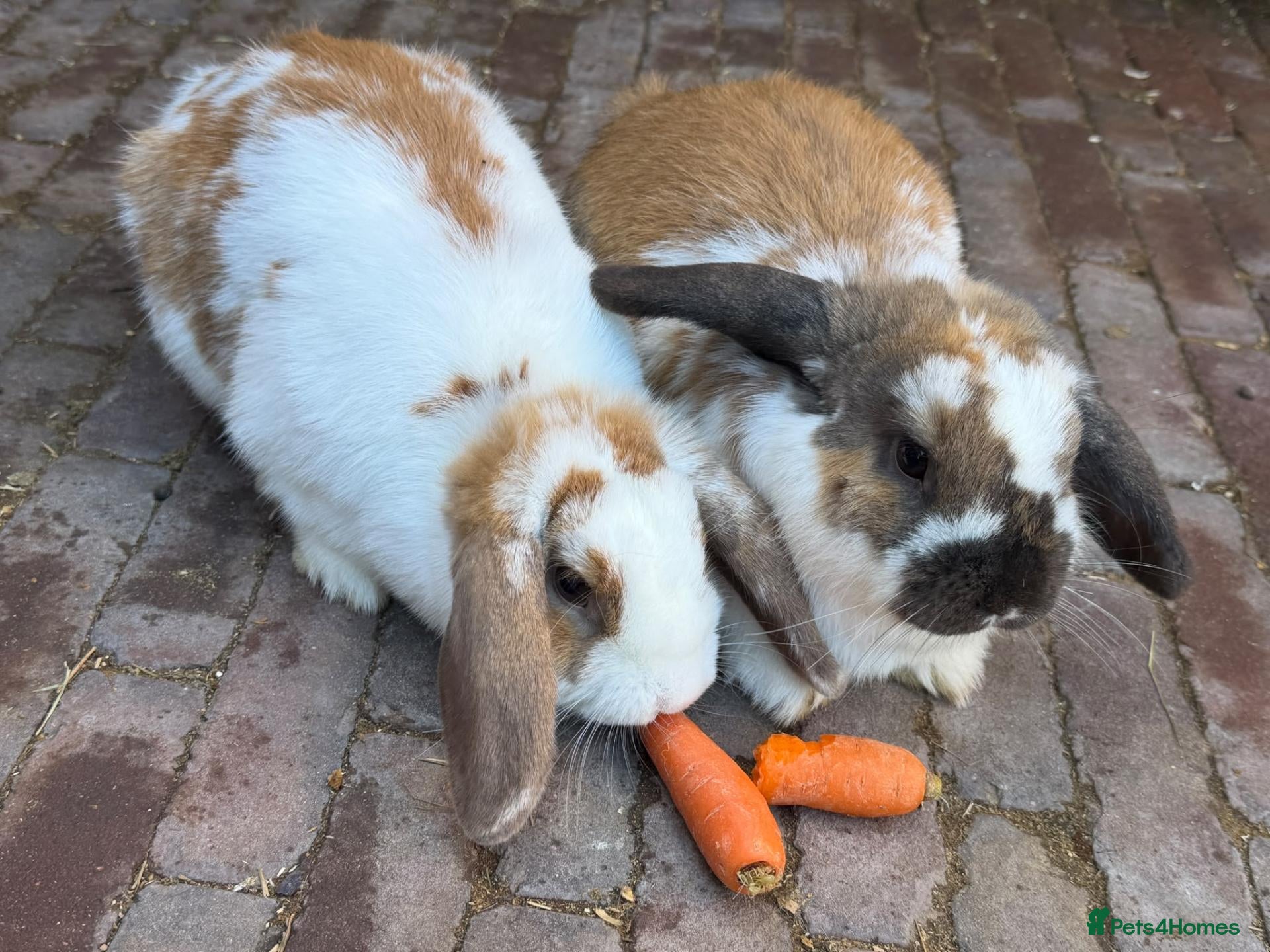 Mixed Breed rabbits for sale: Lovely, Friendly and Tame Rabbits for Sale! - Advert 1