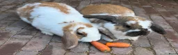 Mixed Breed rabbits for sale: Lovely, Friendly and Tame Rabbits for Sale! - Advert 1