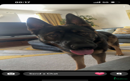 German Shepherd dogs for sale: 15 month old male German Shepherd Called BEAR, - Image 10
