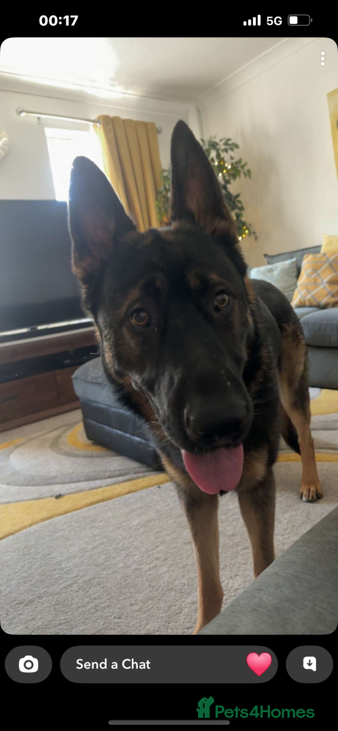 German Shepherd dogs for sale: 15 month old male German Shepherd Called BEAR, - Image 10