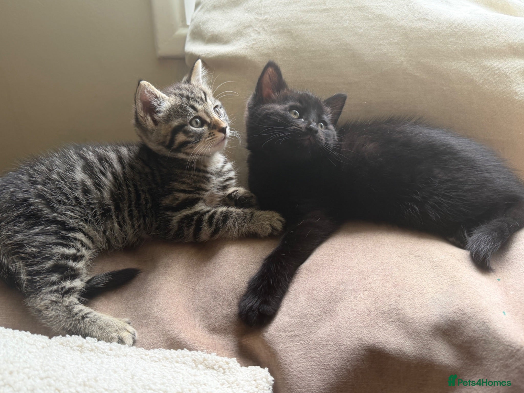 Bengal cats Beautiful Bengal Mix Kittens for loving homes - Advert 4