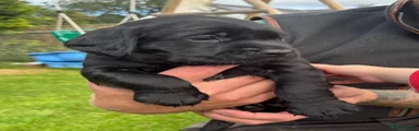Springador 5