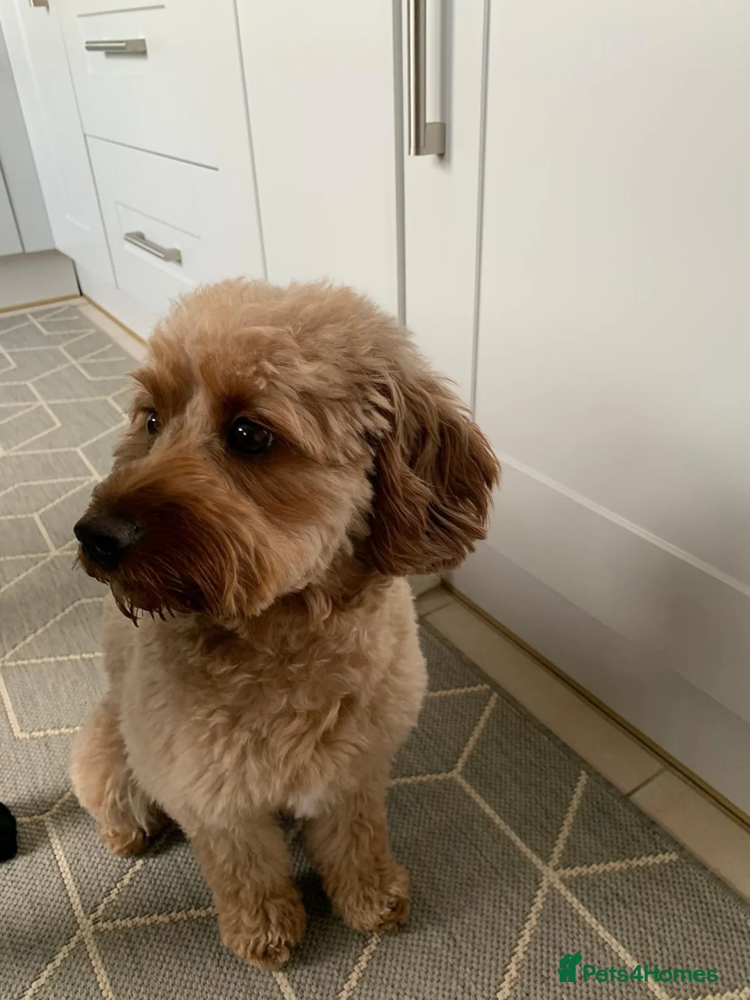 Cavapoo dogs for sale: Gorgeous girl needing loving home.  - Advert 2