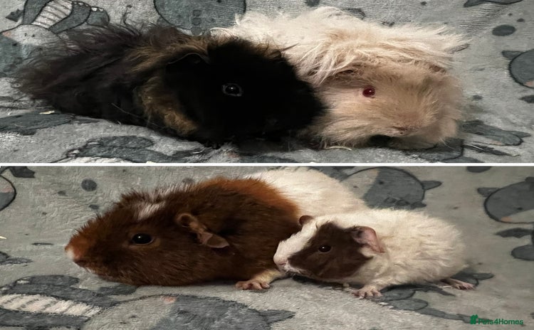 Guinea Pig rodents - Advert 4