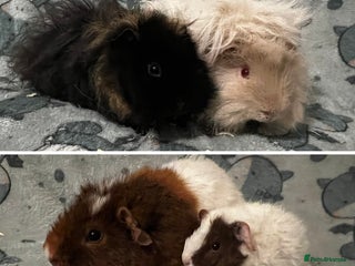 Guinea Pig rodents - Advert 3