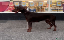 Dobermann dogs for sale: Champion Bloodline Dobermann female  - Image 8