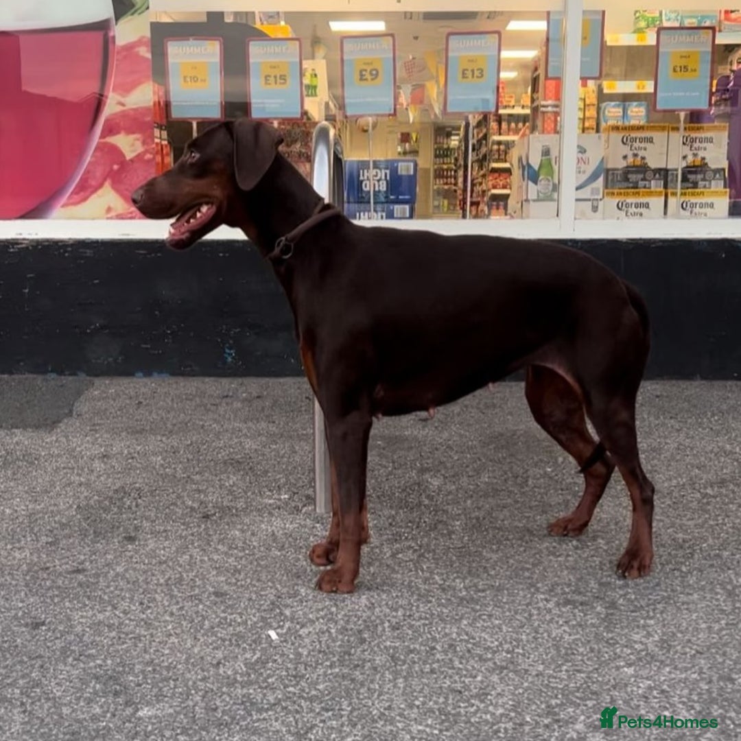 Dobermann dogs for sale: Champion Bloodline Dobermann female  - Image 8