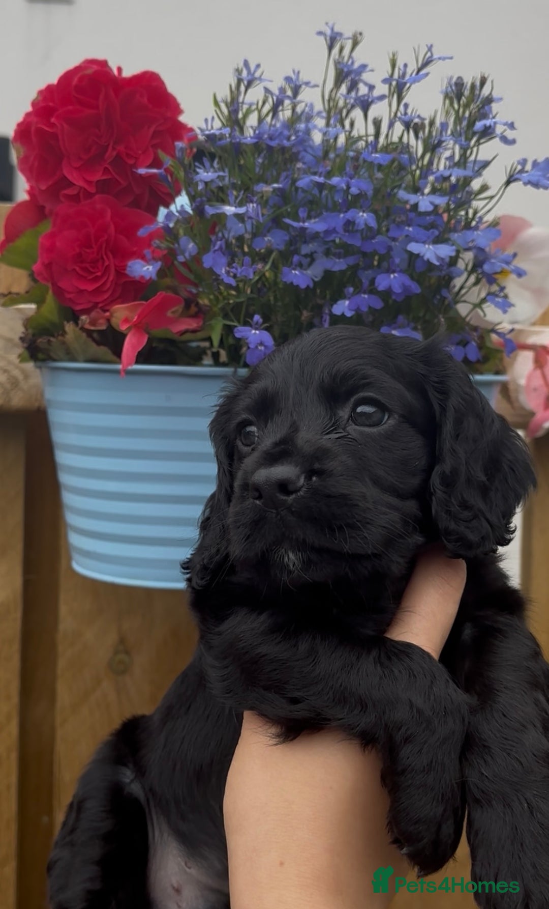 Cocker Spaniel dogs for sale: Miss F Roberts in Caernarfon - Image 17