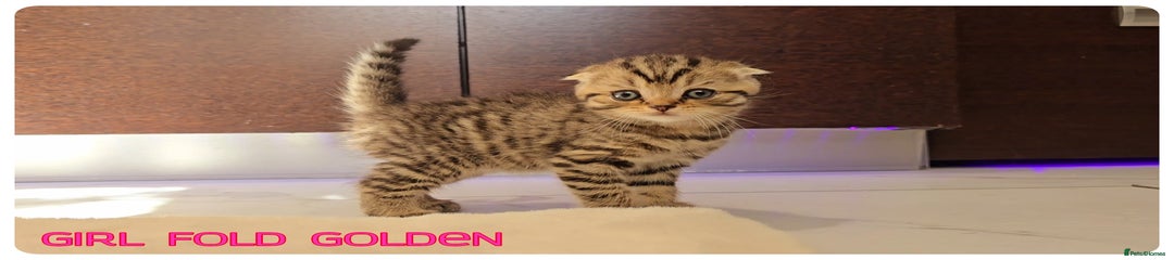Scottish Fold Girl Golden
