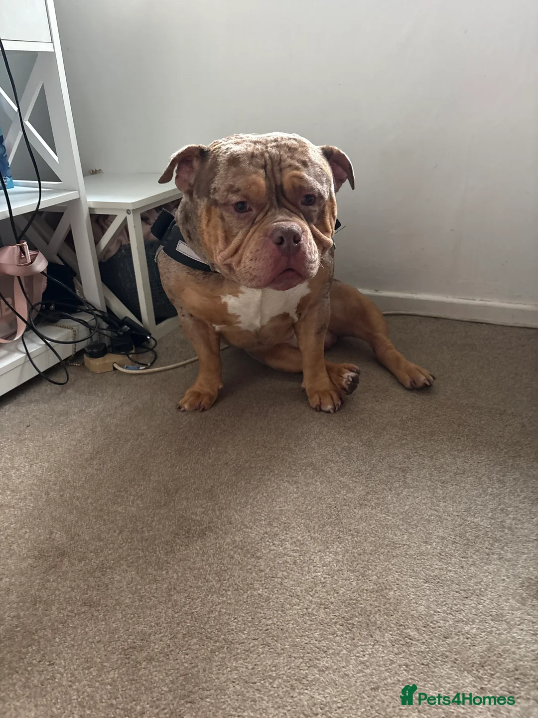 American Bully dogs for sale: Pocket bully needs rehoming  - Advert 2
