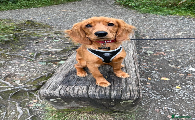 Cockapoo dogs 8 month puppy - Advert 2