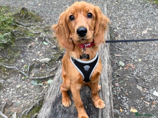 Cockapoo dogs for sale: 8 month puppy - Advert 1