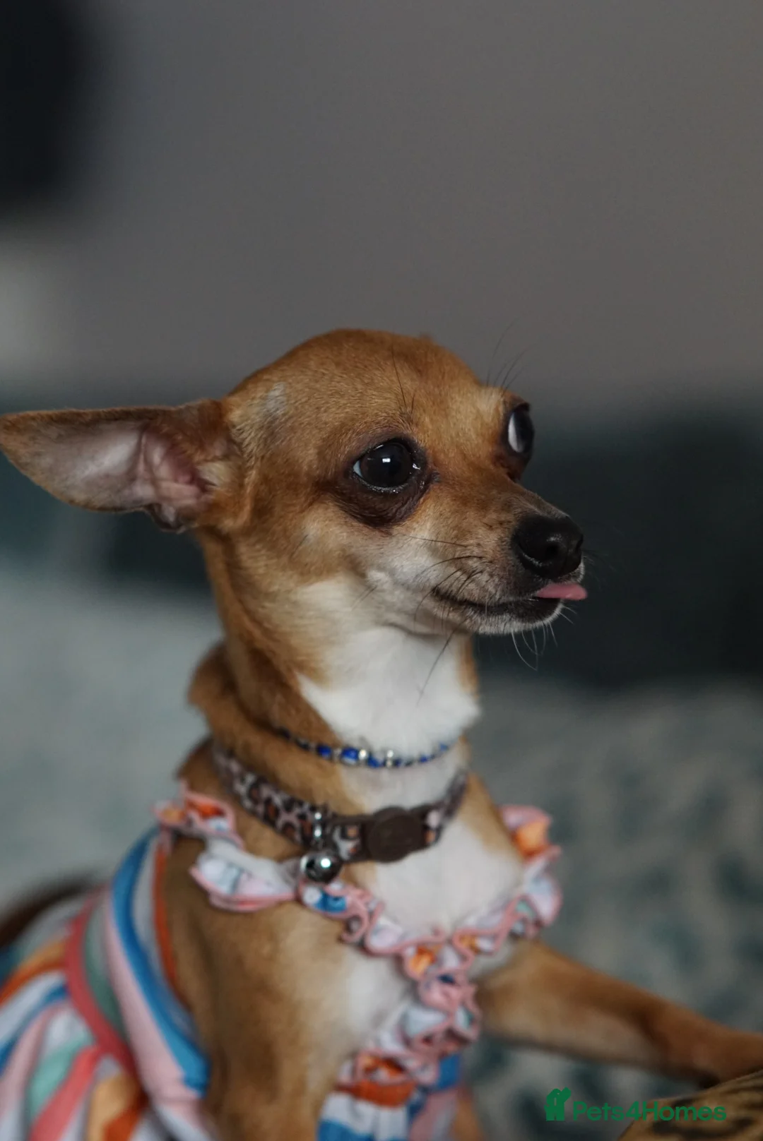 Chihuahua dogs for sale: Mum and daughter chihuahuas  - Advert 21