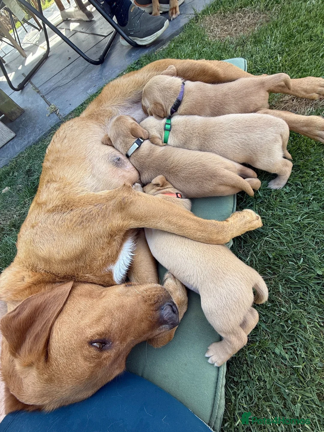 Labrador Retriever dogs for sale: Fox Red Labrador Puppies for sale - Advert 1