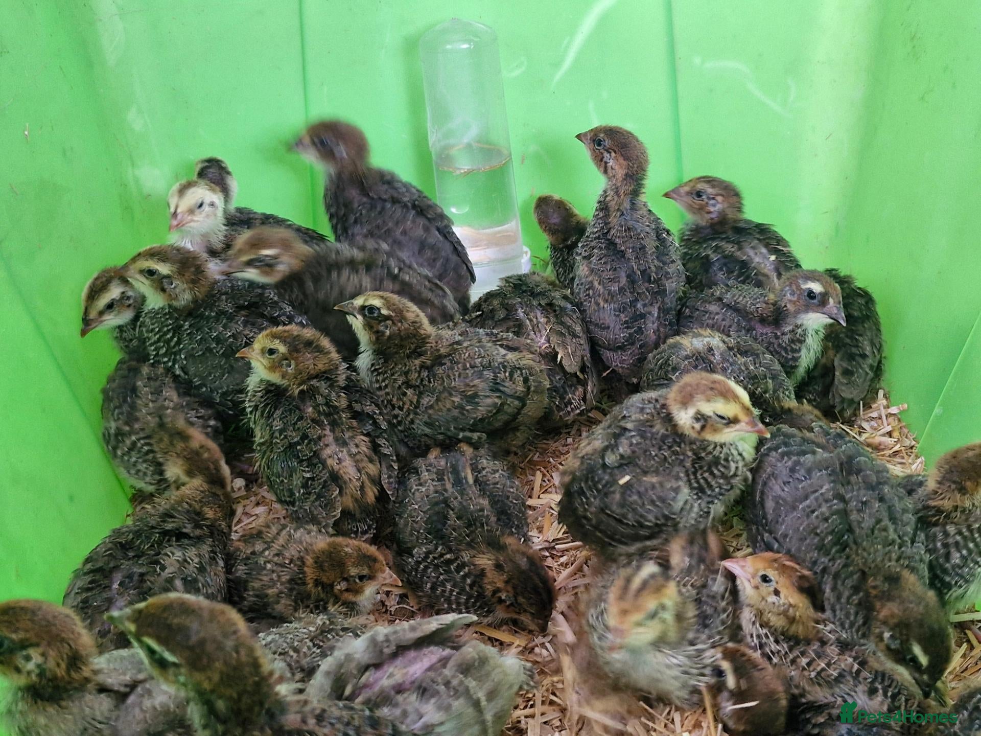 Quail poultry 36 Quail Chicks for Sale Nearly 2 Weeks Old - Advert 2