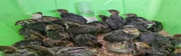 Quail poultry for sale: 20 Quail Chicks OFF HEAT - Advert 2