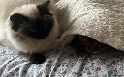 Bengal cats for sale: MUST GO TOGETHER  - Advert 10