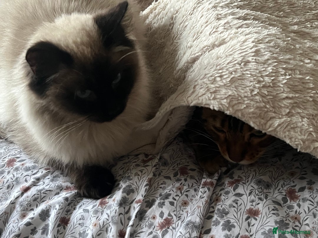 Bengal cats for sale: MUST GO TOGETHER  - Advert 10