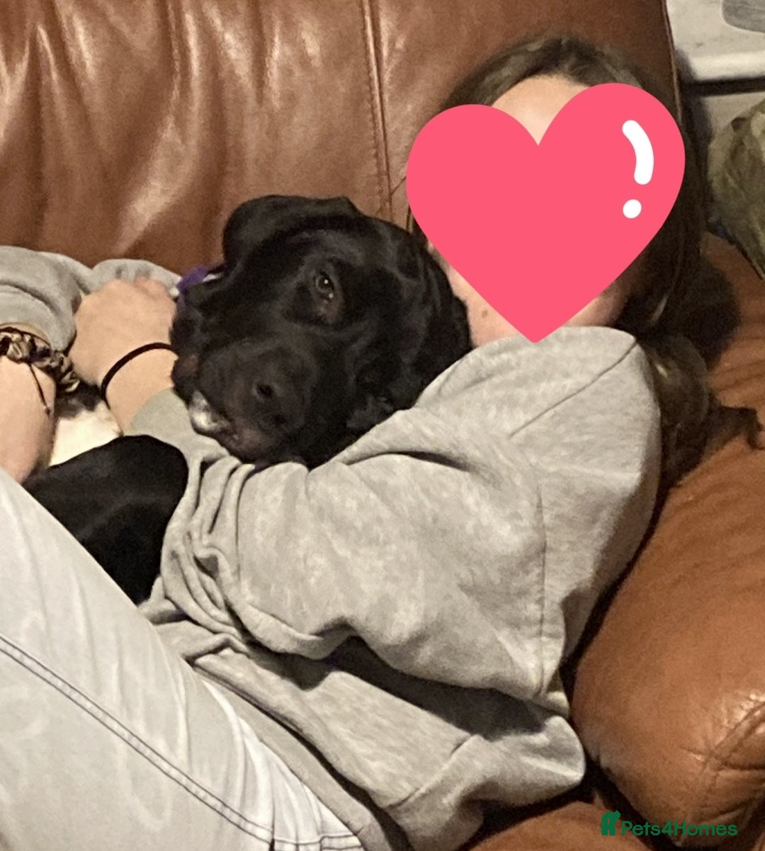 Cane Corso dogs for sale: Cane Corso Black Male 6 Months For Sale - Advert 2