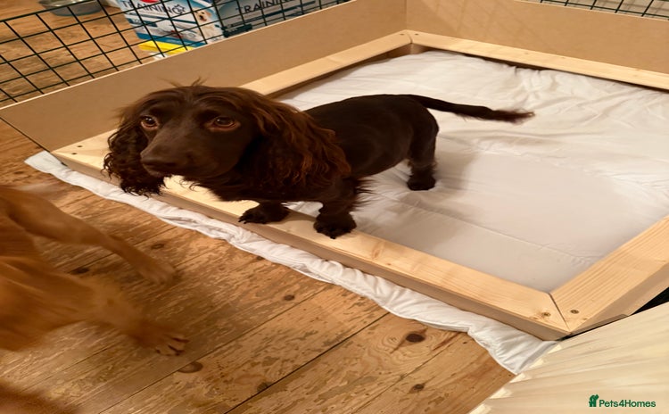 Cocker Spaniel dogs Stunning working cocker spaniels  - Advert 1