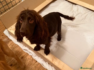 Cocker Spaniel dogs Stunning working cocker spaniels - Advert 1