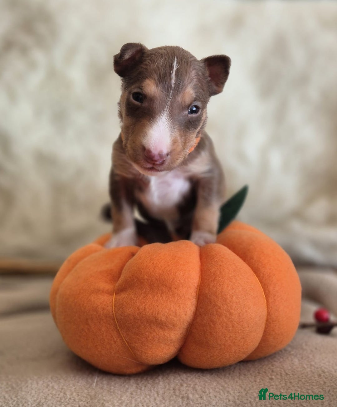 Miniature Bull terrier dogs for sale: 🐾 Exclusive Miniature Bull Terrier Puppies 🐾 - Image 11