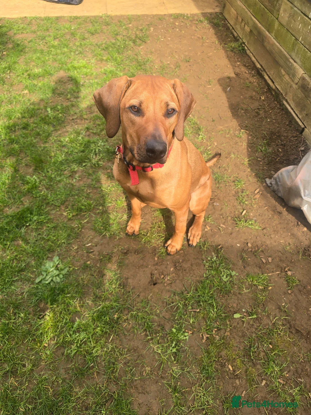 Rhodesian Ridgeback dogs for sale: Lluna - Advert 2