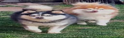 Pomsky dogs for sale: Micro F4 blue pomsky pup's  - Advert 22