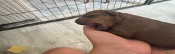 Miniature Pinscher dogs for sale: ALL RESERVED Miniature Pinscher Pups - Advert 22