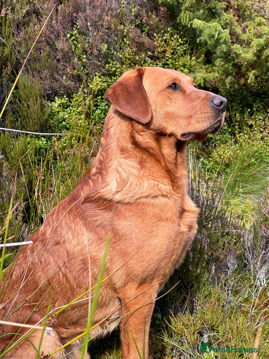Labrador Retriever dogs for stud: Dark fox red KC working Labrador Stud in Inverness - Advert 4