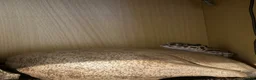 Leopard Gecko reptiles for sale: Leopard Gecko in York - Advert 3